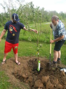 Positioning the apple tree